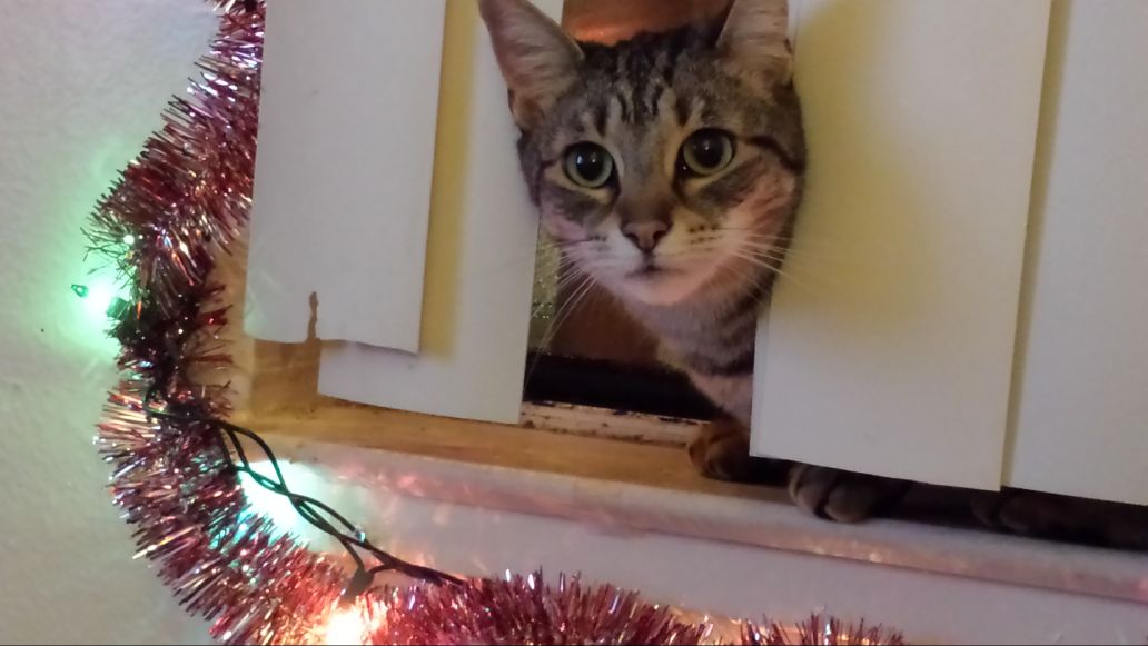 Christmas Cats